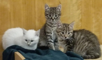 Умные, добрые, ласковые котята, Умные, добрые, ласковые котята,